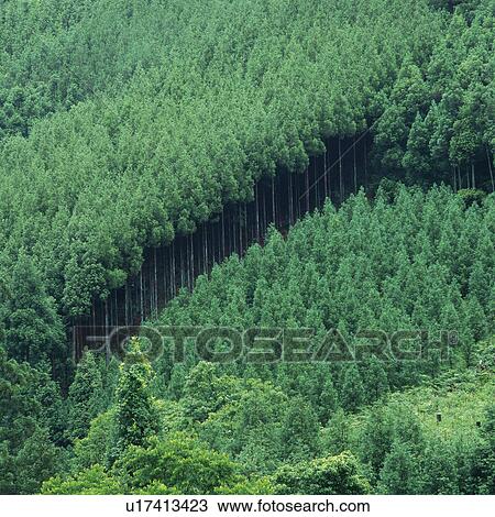 a Forest With Its Trees Lined Up, High Angle View, Kyoto Prefecture, Japan View Large Photo Image Stock Image - a Forest With Its Trees Lined Up, High Angle View, Kyoto Prefecture, Japan. Fotosearch