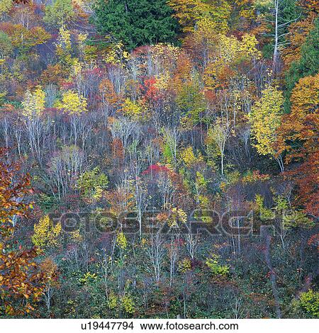 a Forest With Trees that Have Autumn-colored Leaves, High Angle View, Gunma Prefecture, Japan View Large Photo Image Picture - a Forest With Trees that Have Autumn-colored Leaves, High Angle View, Gunma Prefecture, Japan. Fotosearch