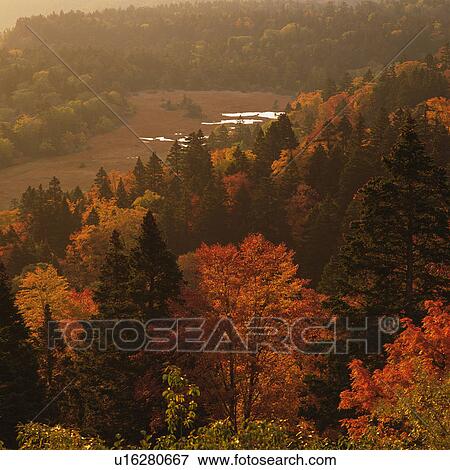 Stock Photo -  a Forest With Trees that Have Multicolored Leaves, Surrounded By Fog, High Angle View, Iwate Prefecture, Japan. Fotosearch