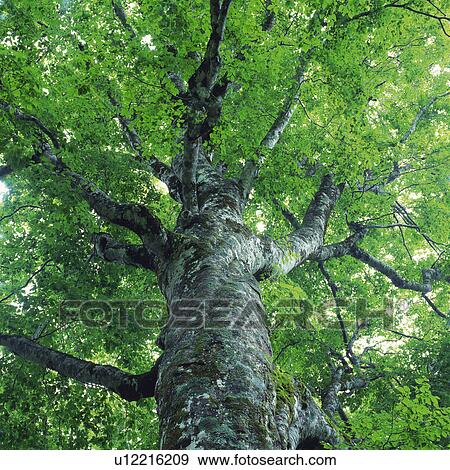 a Huge Tree and Its Green Leaves, Low Angle View View Large Photo Image Stock Photo - a Huge Tree and Its Green Leaves, Low Angle View. Fotosearch
