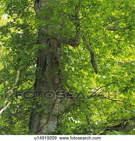 Stock Photo -  a Huge Tree and Its Green Leaves, Low Angle View, Nagano Prefecture, Japan. Fotosearch
