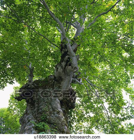 a Huge Tree and Its Leaves, Low Angle View, Niigata Prefecture, Japan View Large Photo Image Stock Photo - a Huge Tree and Its Leaves, Low Angle View, Niigata Prefecture, Japan. Fotosearch