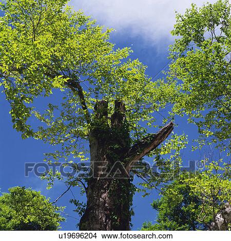 a Huge Tree and Its Leaves, Under a Blue Sky, Low Angle View, Nagano Prefecture, Japan View Large Photo Image Picture - a Huge Tree and Its Leaves, Under a Blue Sky, Low Angle View, Nagano Prefecture, Japan. Fotosearch