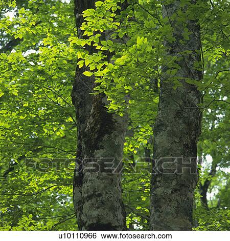 a Huge Tree With Its Leaves, Low Angle View, Nagano Prefecture View Large Photo Image Stock Photograph - a Huge Tree With Its Leaves, Low Angle View, Nagano Prefecture. Fotosearch