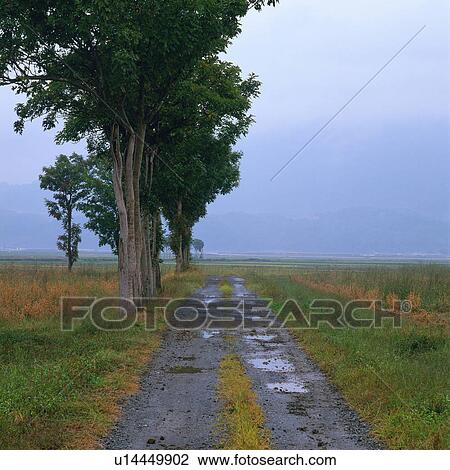 Stock Image -  a Little Alee, With a Few Trees on the Side, Front View, Niigata Prefecture, Japan. Fotosearch