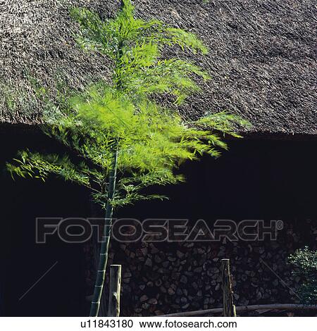 a Little Bamboo Tree With Its Leaves, Front View View Large Photo Image Stock Image - a Little Bamboo Tree With Its Leaves, Front View. Fotosearch