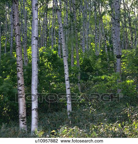 Stock Image -  a Lot of White Birches in the Forest, Surrounded By Bushes, Front View, Nagano Prefecture, Japan. Fotosearch