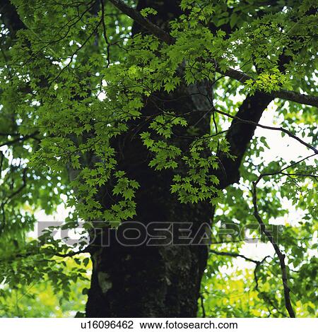 Stock Image -  a Maple Tree, Under a Light Sky, Low Angle View, Differential Focus, Nagano Prefecture, Japan. Fotosearch