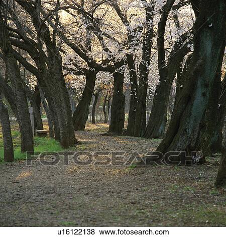 Stock Photo -  a Path Full of Cherry Trees, Its Blossoms on the Ground, Low Angle View. Fotosearch