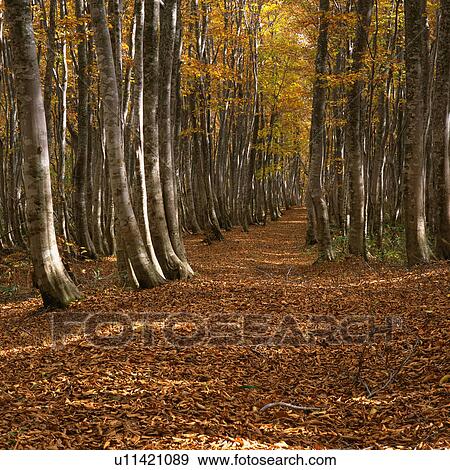 a Path in the Forest, Made By a Lot of Trees, Standing on the Side, Front View, Aomori Prefecture, Japan View Large Photo Image Stock Photo - a Path in the Forest, Made By a Lot of Trees, Standing on the Side, Front View, Aomori Prefecture, Japan. Fotosearch