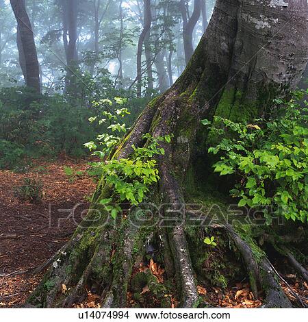 a Radix, Standing in a Forest, Front View, Differential Focus, Nagano Prefecture, Japan View Large Photo Image Picture - a Radix, Standing in a Forest, Front View, Differential Focus, Nagano Prefecture, Japan. Fotosearch