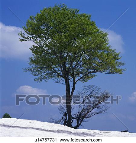 Stock Image -  a Single Tree Standing on a Hill Covered With Snow Under a Blue Sky, Low Angle View. Fotosearch