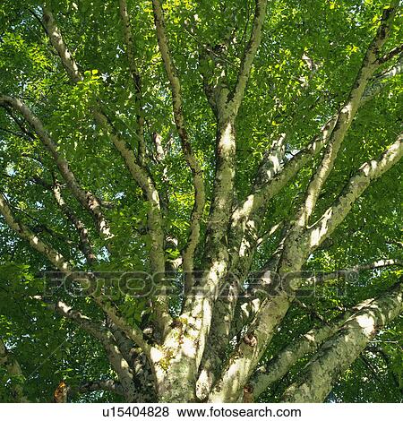 a Tree and Its Green Leaves, Low Angle View, Nagano Prefecture, Japan View Large Photo Image Stock Photo - a Tree and Its Green Leaves, Low Angle View, Nagano Prefecture, Japan. Fotosearch