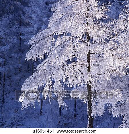 Stock Image -  a Tree, Covered With Silvern Frost, Front View, Nagano Prefecture, Japan. Fotosearch