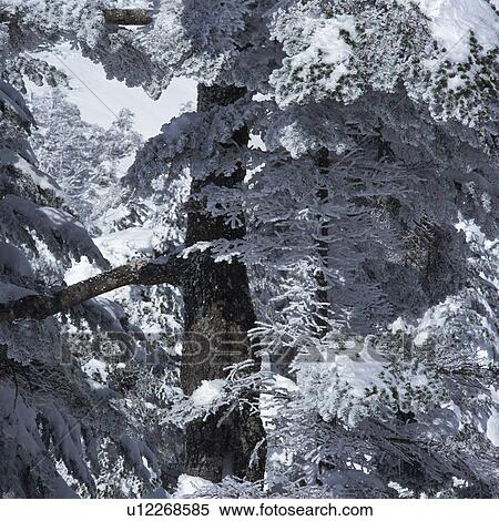 Stock Photography -  a Tree, Covered With Silvern Frost, Front View, Nagano Prefecture, Japan. Fotosearch