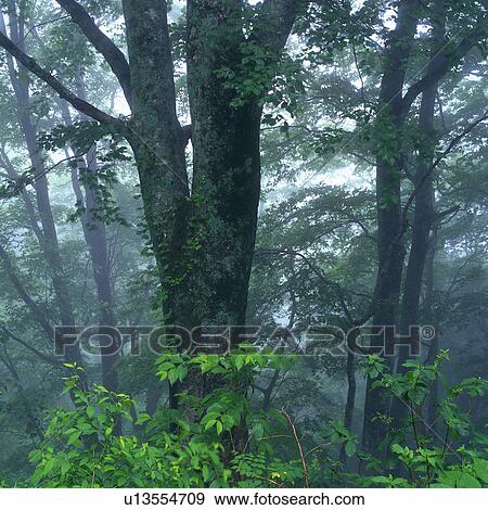 a Tree in the Forest, Surrounded By Fog and Mist, Low Angle View View Large Photo Image Stock Photo - a Tree in the Forest, Surrounded By Fog and Mist, Low Angle View. Fotosearch