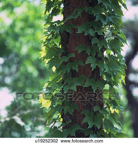 a Tree, Overgrown With Ivy, Front View, Differential Focus View Large Photo Image Stock Image - a Tree, Overgrown With Ivy, Front View, Differential Focus. Fotosearch