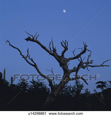 a Tree, Shadowed, Under a Sky With the Moon, Low Angle View, Iwate Prefecture, Japan View Large Photo Image Stock Image - a Tree, Shadowed, Under a Sky With the Moon, Low Angle View, Iwate Prefecture, Japan. Fotosearch
