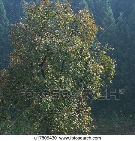 Stock Image -  a Tree, Standing Near a Forest, Front View, Nagano Prefecture, Japan. Fotosearch