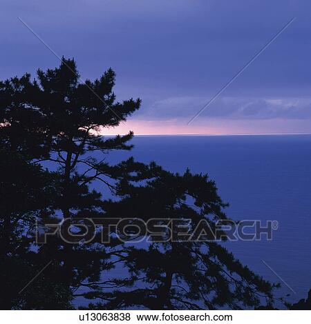 Stock Photo -  a Tree, Standing Near the Sea By Sunset, High Angle View, Fukui Prefecture, Japan. Fotosearch