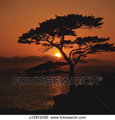 a Tree, Standing next to the Sea By Sunset, Front View, Kanagawa Prefecture, Japan View Large Photo Image Stock Image - a Tree, Standing next to the Sea By Sunset, Front View, Kanagawa Prefecture, Japan. Fotosearch