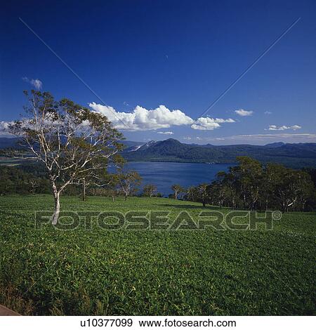 a Tree Standing on a Grass Field, a lake In the Background, Under a Blue Sky, High Angle View, Hokkaido Prefecture, Japan View Large Photo Image Stock Photo - a Tree Standing on a Grass Field, a lake In the Background, Under a Blue Sky, High Angle View, Hokkaido Prefecture, Japan. Fotosearch