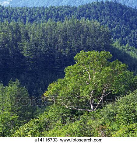 Stock Image -  a Tree Standing on a Hill, Surrounded by the Forest, High Angle View. Fotosearch