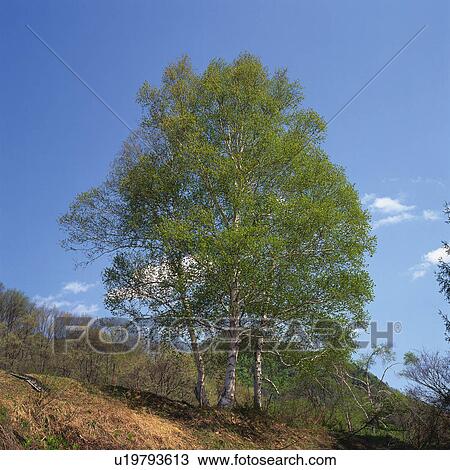 a Tree Standing on a Hill Under a Blue Sky, Low Angle View, Gunma Prefecture, Japan View Large Photo Image Stock Image - a Tree Standing on a Hill Under a Blue Sky, Low Angle View, Gunma Prefecture, Japan. Fotosearch