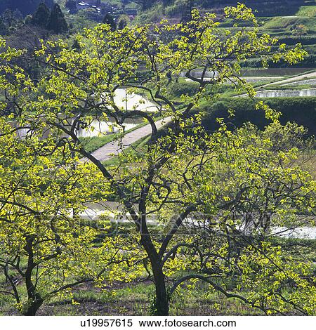 Stock Photography -  a Tree, Surrounded By a Rural Scene, High Angle View. Fotosearch