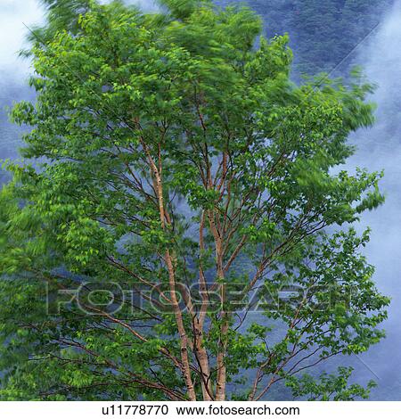 Stock Image -  a Tree, Surrounded By Fog, Low Angle View, Blurred Motion, . Fotosearch