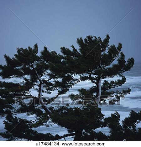 Picture -  a Tree Swinging Because of the Wind, Under a Blue Sky With Some Clouds, Low Angle View, Niigata Prefecture. Fotosearch