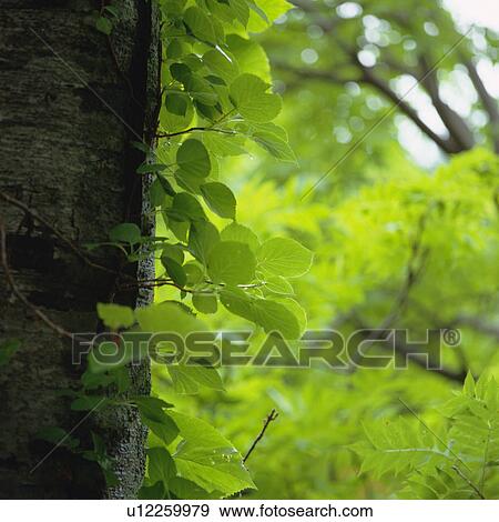 Stock Photo -  a Tree Trunk and Its Leaves, Front View, Differential Focus. Fotosearch