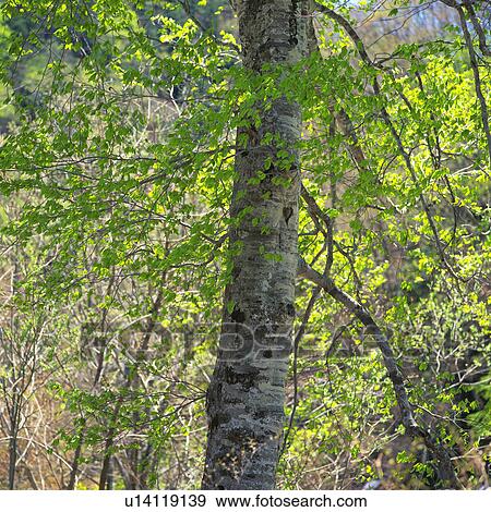 Stock Photo -  a Tree Trunk and Its Leaves, Low Angle View, Gunma Prefecture, Japan. Fotosearch