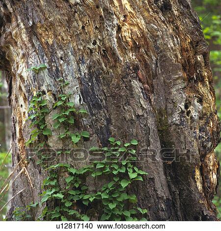 Stock Image -  a Tree Trunk, Partly Overgrown With Ivy, Front View, Differential Focus, Nagano Prefecture, Japan. Fotosearch