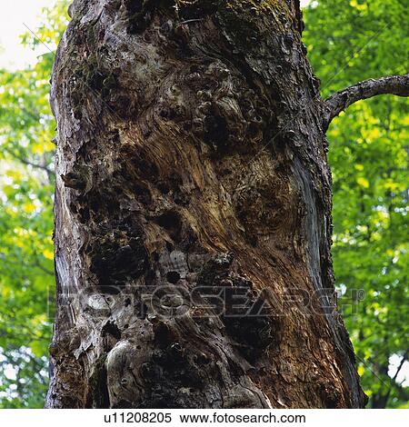 Stock Photography -  a Tree Trunk, Surrounded By a Green Environment, Low Angle View, Differential Focus, Nagano Prefecture, Japan. Fotosearch