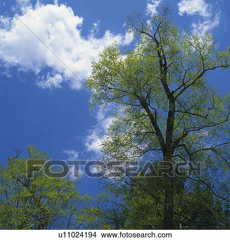 Picture -  a Tree Under a Blue Sky and Some Clouds, Low Angle View, Gunma Prefecture, Japan. Fotosearch