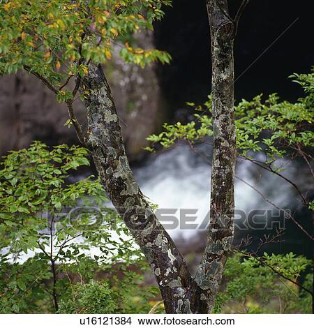 a Tree With a Little River in the Background, High Angle View, Differential Focus View Large Photo Image Picture - a Tree With a Little River in the Background, High Angle View, Differential Focus. Fotosearch