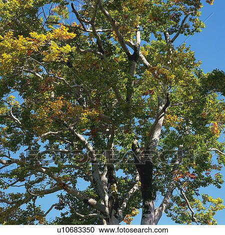 a Tree With Different-colored Leaves Under a Blue Sky, Low Angle View, Niigata Prefecture, Japan View Large Photo Image Stock Image - a Tree With Different-colored Leaves Under a Blue Sky, Low Angle View, Niigata Prefecture, Japan. Fotosearch