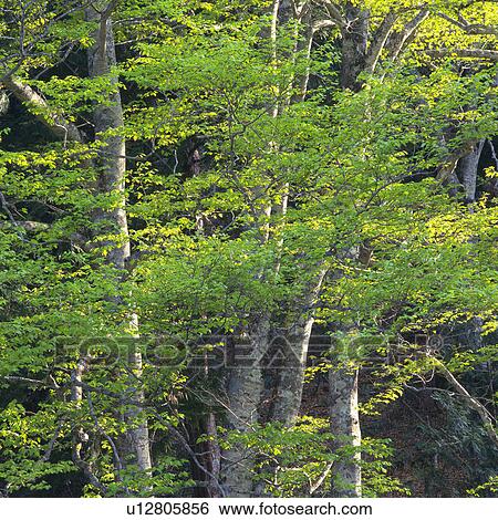 a Tree With Its Green-colored Leaves, Front View, Gunma Prefecture, Japan View Large Photo Image Stock Photograph - a Tree With Its Green-colored Leaves, Front View, Gunma Prefecture, Japan. Fotosearch
