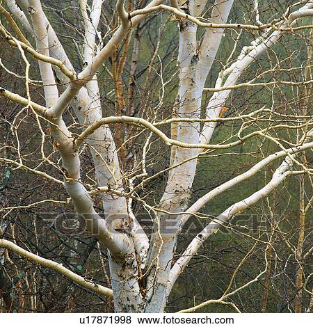 Stock Photo -  a Tree With no Leaves on It, High Angle View. Fotosearch