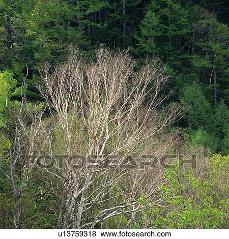 Stock Photo -  a Tree With no Leaves, Surrounded By a Forest, High Angle View, Nagano Prefecture, Japan. Fotosearch