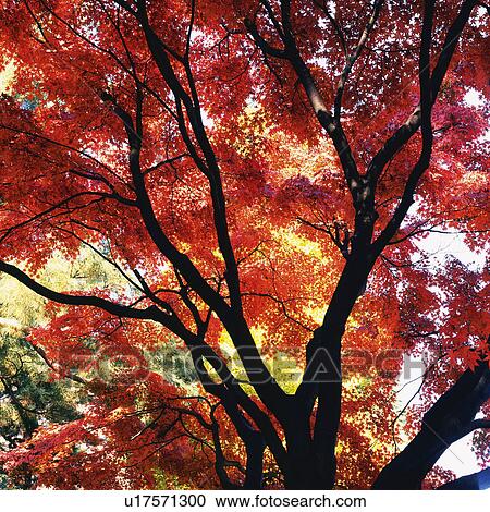 Stock Image -  a Tree With Red-colored Leaves, Low Angle View, Tokyo Prefecture, Japan. Fotosearch