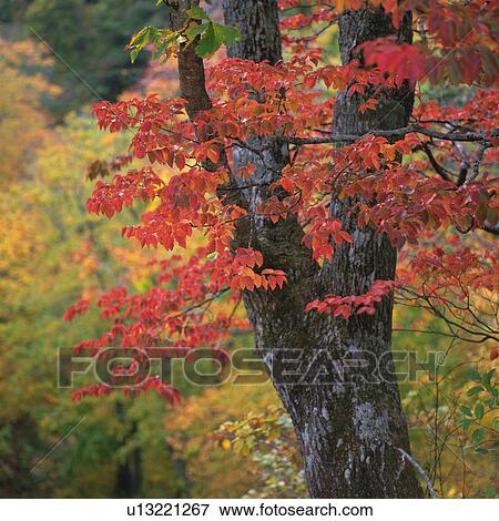 Stock Photo -  a Tree With Red-colored Leaves, Surrounded By Other Autumn-colored Leaves, Front View, Differential Focus, Aomori Prefecture, Japan. Fotosearch