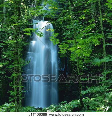 Stock Photo -  a Waterfall In the Middle of the Forest, Front View, Aomori Prefecture, Japan. Fotosearch
