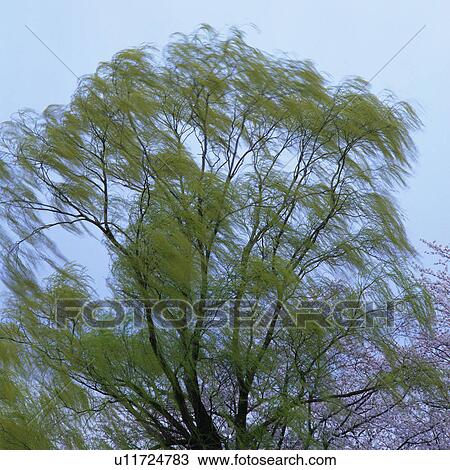 Stock Image -  a Willow Under a Light-blue Sky, Low Angle View, Blurred Motion, Niigata Prefecture, Japan. Fotosearch