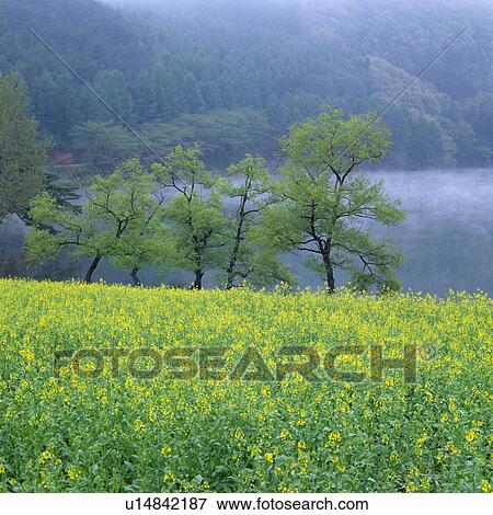Stock Photo -  a Yellow-colored Flower Field, With Several Trees, Mountains and a Lake in the Background, High Angle View, Soft Focus, Nagano Prefecture, Japan. Fotosearch