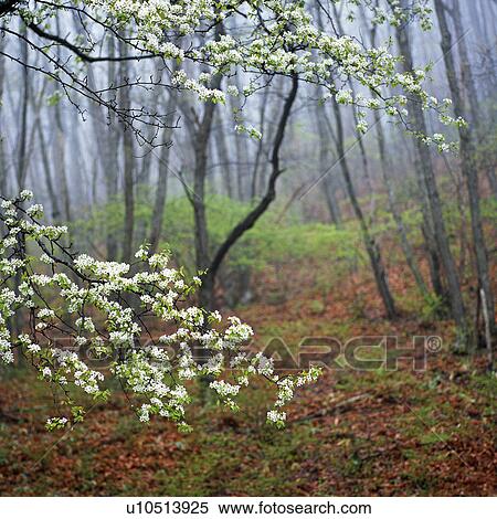 Stock Photography -  Flowering Trees and Shrubs, Growing in the Forest, High Angle View, Differential Focus. Fotosearch