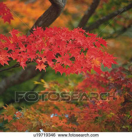 Stock Photograph -  Red-colored Maple Leaves, Surrounded By Other Autumn-colored Leaves, High Angle View, Differential Focus, Hokkaido Prefecture, Japan. Fotosearch