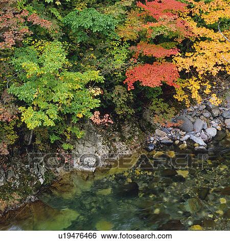 Several Autumn-colored Leaves Next to a Floating Lake, High Angle View, Gunma Prefecture, Japan View Large Photo Image Stock Photograph - Several Autumn-colored Leaves Next to a Floating Lake, High Angle View, Gunma Prefecture, Japan. Fotosearch