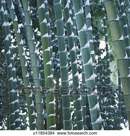 Picture -  Several Bamboo Groves, Partly Covered With Snow, Front View, Differential Focus. Fotosearch